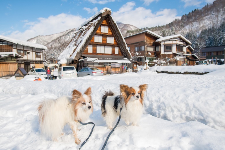 愛犬と一緒に世界遺産巡り 冬の 白川郷 へ潜入 岐阜県 愛犬との旅行ならイヌトミィ