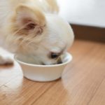 愛犬に愛情たっぷりのおもてなし！手作り食を始めるには？