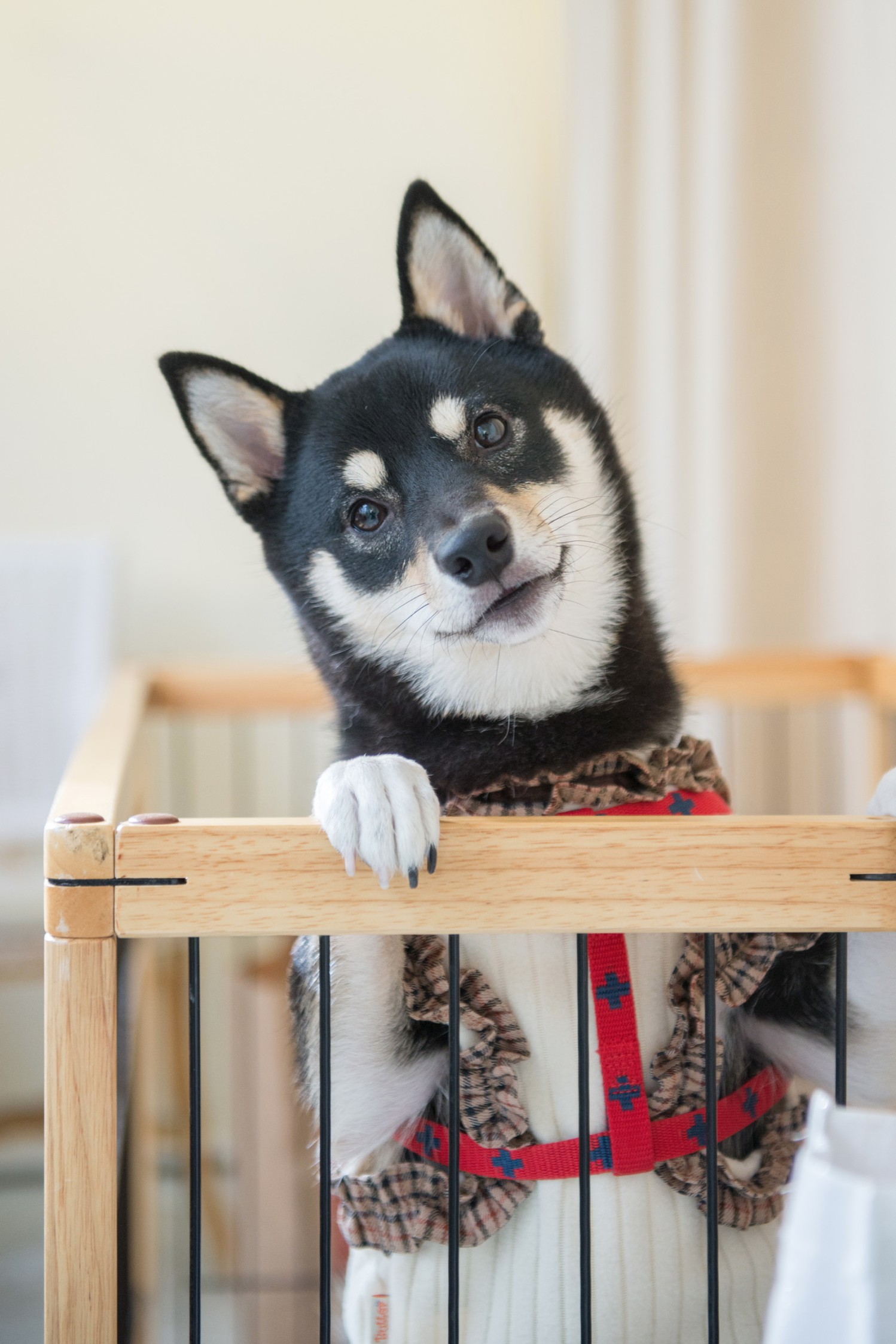 犬 写真 コンテスト 2017