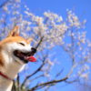 2月中旬から楽しめる！愛犬と行く伊豆半島の梅園おすすめスポットと梅まつり