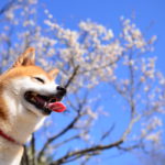 2月中旬から楽しめる！愛犬と行く伊豆半島の梅園おすすめスポットと梅まつり