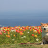 １月～５月、冬こそ楽しめる千葉県房総半島のおすすめフラワーパーク！