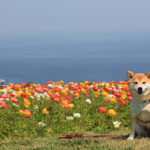 １月～５月、冬こそ楽しめる千葉県房総半島のおすすめフラワーパーク！