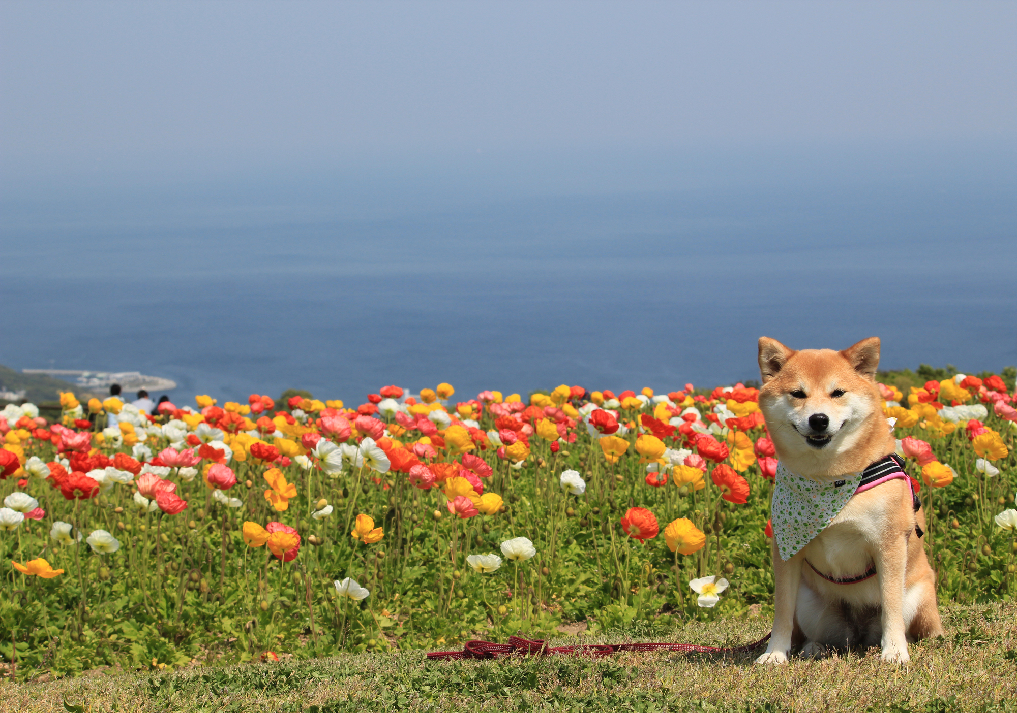 １月 ５月 冬こそ楽しめる千葉県房総半島のおすすめフラワーパーク 愛犬との旅行ならイヌトミィ