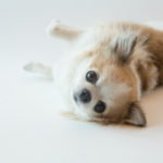 愛犬を上手に撮影するテクニックが学べる！？ 2月24日WANCOTT（横浜）で「ワンちゃんポートレイト撮影講座」を開催！