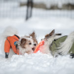 無料で楽しめる！愛犬と雪遊びが出来る「原山市民公園」にはドッグランも！＜岐阜県高山市＞