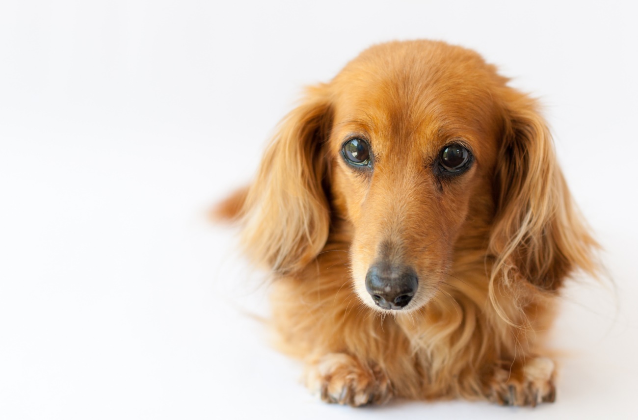 しっぽを見れば犬の気持ちが分かります 愛犬との旅行ならイヌトミィ