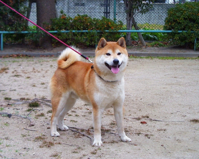 しっぽを見れば犬の気持ちが分かります 愛犬との旅行ならイヌトミィ