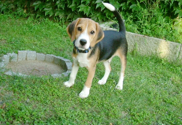 しっぽを見れば犬の気持ちが分かります 愛犬との旅行ならイヌトミィ