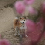愛犬と一緒に梅の特産地・群馬の有名梅林を巡る旅！日帰りまたは一日コース