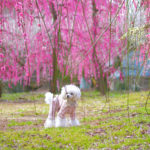 【梅の見頃は2月中旬～3月下旬】ドッグランがある「花の奥山高原」と姉妹園「大草山 昇竜しだれ梅園」＜静岡県浜松市＞