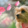 春の訪れを感じながら愛犬と一緒に散策しよう！都内でおすすめの梅の名所6選