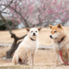 【関東海岸エリア】愛犬と一緒に楽しめる神奈川・千葉・茨城のおすすめ梅園６選！