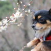 【近畿エリア】2月下旬～見頃！愛犬と一緒に散策しながら絶景が楽しめるおすすめ梅園３選