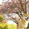高知県は桜前線のスタート地点！愛犬と散策しながら楽しめるお花見スポット＜四国地方＞