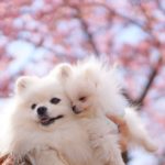 愛犬と一緒にお花見♥「日本さくら名所100選」千葉県 清水公園でお花見＆しろいぬカフェでお食事！