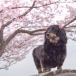 琵琶湖周辺で愛犬と桜を愛でる旅～♪おすすめお花見スポット＆こだわりカフェ