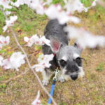 愛犬と一緒にお散歩しながら楽しめる九州のお花見スポット特集♪