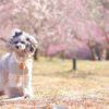 愛犬一緒にお花見♥のんびり散策しながら楽しめる桜の名所＜中国地方＞