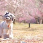 愛犬一緒にお花見♥のんびり散策しながら楽しめる桜の名所＜中国地方＞