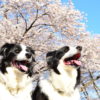 日本一の桜も！？愛犬と散策しながら楽しめる近畿地方の絶景お花見スポット＜大阪・京都・兵庫・奈良＞