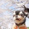 4月7日（土）桜の名所「千葉公園」でプロカメラマンによる愛犬と一緒にお散歩撮影会