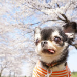 4月7日（土）桜の名所「千葉公園」でプロカメラマンによる愛犬と一緒にお散歩撮影会