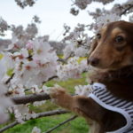 愛犬と春旅行♥「日本さくら名所100選」長野県 懐古園でお花見＆軽井沢マリオットホテルに宿泊