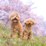 春の川沿いを愛犬と一緒に散歩しよう！桜と菜の花のコラボレーションも楽しめる♡「とよかわ桜まつり」