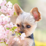 4月上旬が狙い目！愛犬と散策しながら楽しめる近畿地方のお花見スポット＜和歌山・滋賀・三重＞