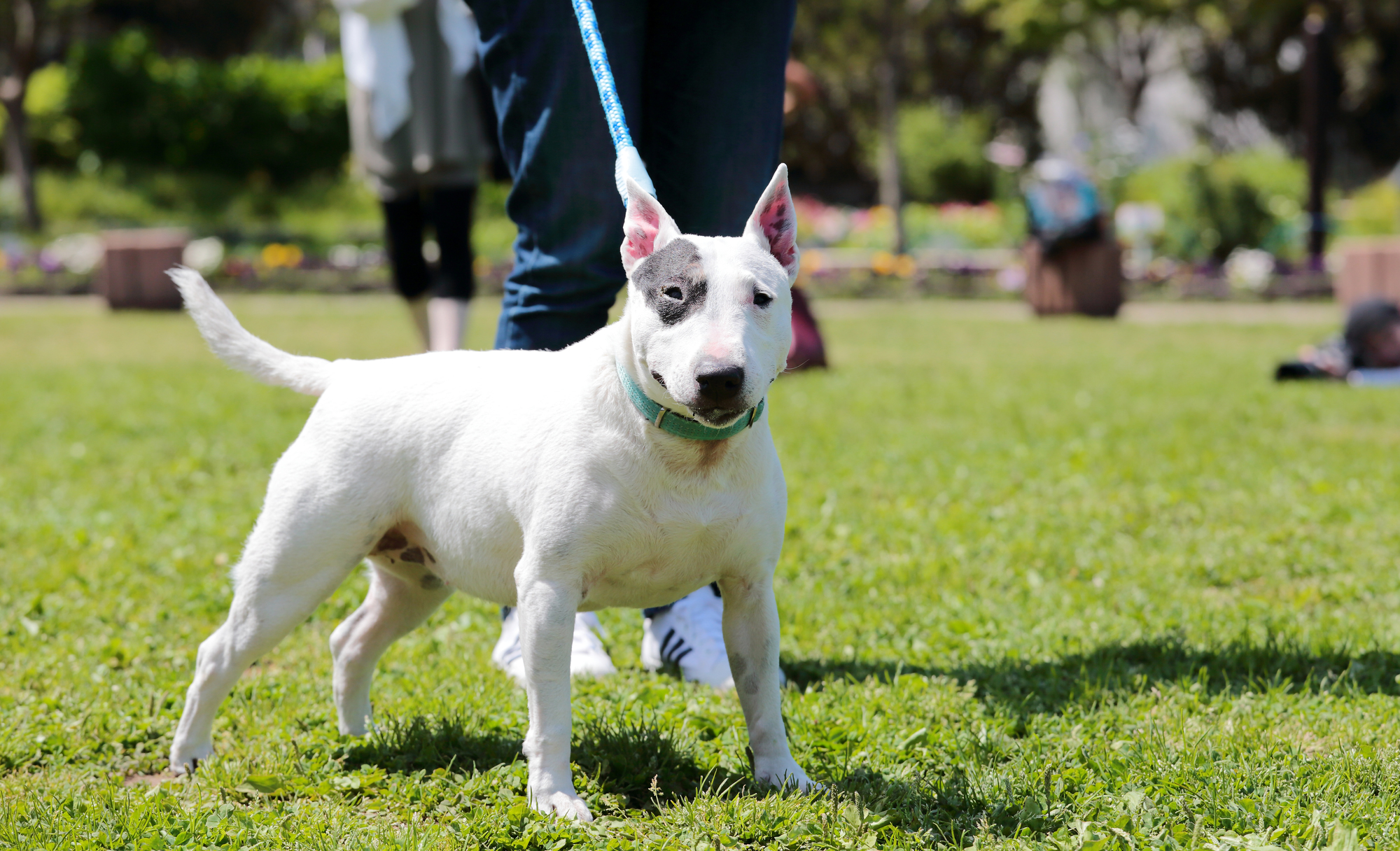 日本の闘犬の歴史とは 闘犬文化が続いている地域もある 愛犬との旅行ならイヌトミィ