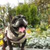 愛犬と一緒に「靭公園」をお散歩＆お気に入りのカフェ「サウスウェル」でわんこ会＜大阪市＞