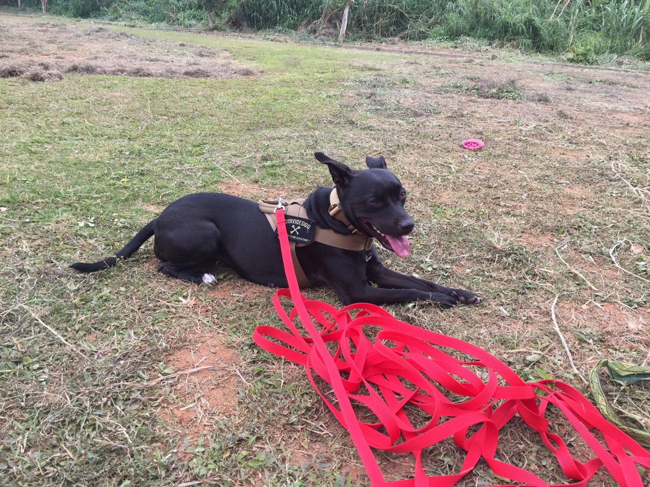 アメリカンピットブルテリアってどんな犬 危険なのは本当 愛犬との旅行ならイヌトミィ