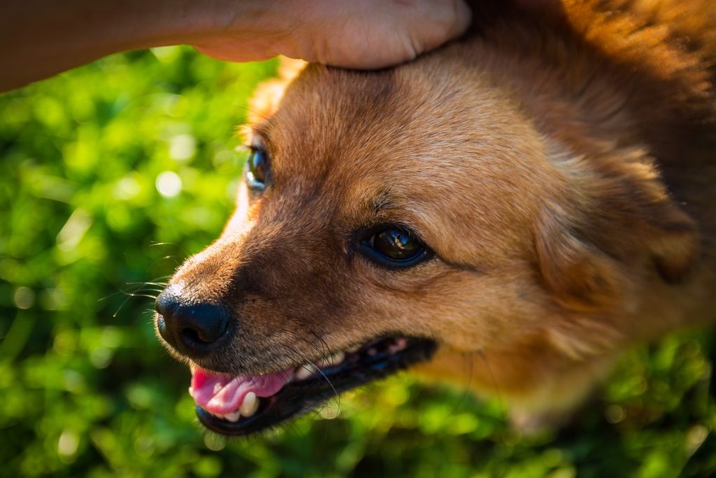 犬が男性を苦手なことが多い理由と対処法 愛犬との旅行ならイヌトミィ