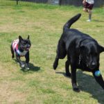 愛犬家に人気のお宿♡ドッグランもあるホテル旬香 鳥取大山リゾートの思い出