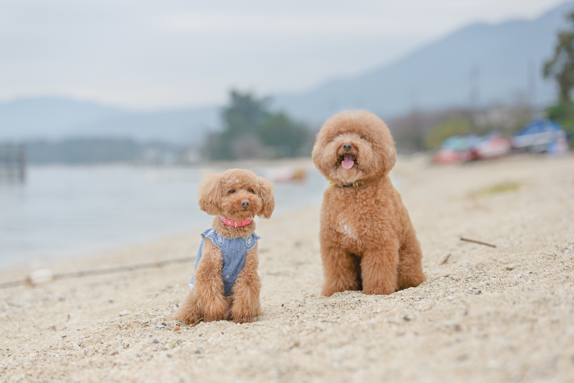 富士五湖にズームイン 愛犬と楽しめる河口湖周辺のおススメスポット７選 愛犬との旅行ならイヌトミィ