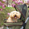 まだ間に合う！？見頃は4月中旬から！愛犬と散策しながら楽しめる関東地方のお花見スポット