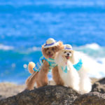 ゴールデンウィークは沖縄旅行でリゾートを満喫♪愛犬と一緒に泊まれるホテル５選！