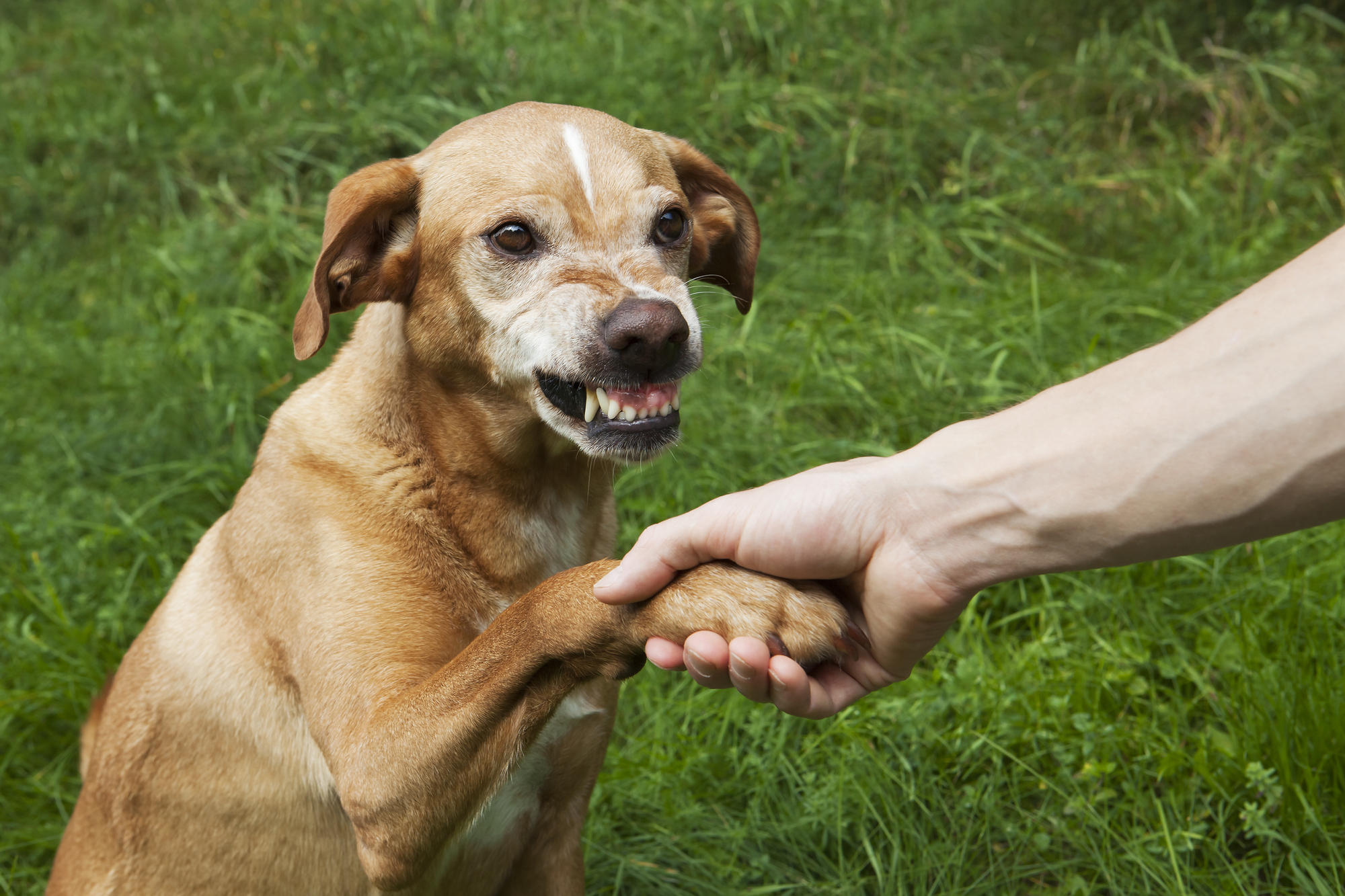 犬が男性を苦手なことが多い理由と対処法 愛犬との旅行ならイヌトミィ