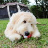 愛犬と一緒にアウトドアを楽しみたい♡東海周辺のペット大歓迎のキャンプ場！
