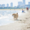 沖縄を犬と旅しよう！沖縄だからこそ、愛犬に注意してほしいこと。