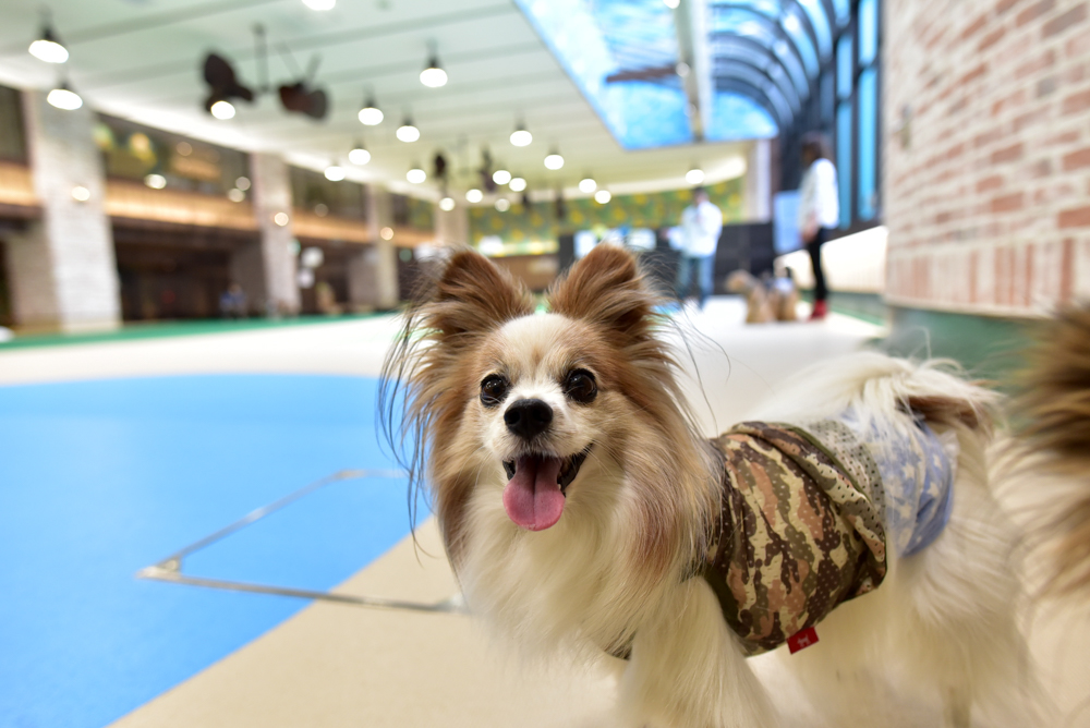 関東エリア 梅雨の時期の定番 雨の日でも愛犬と遊べる室内ドッグラン７選 愛犬との旅行ならイヌトミィ