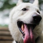 日本で犬を飼うために、必要な手続きやワクチンは？犬の保険は絶対必要？