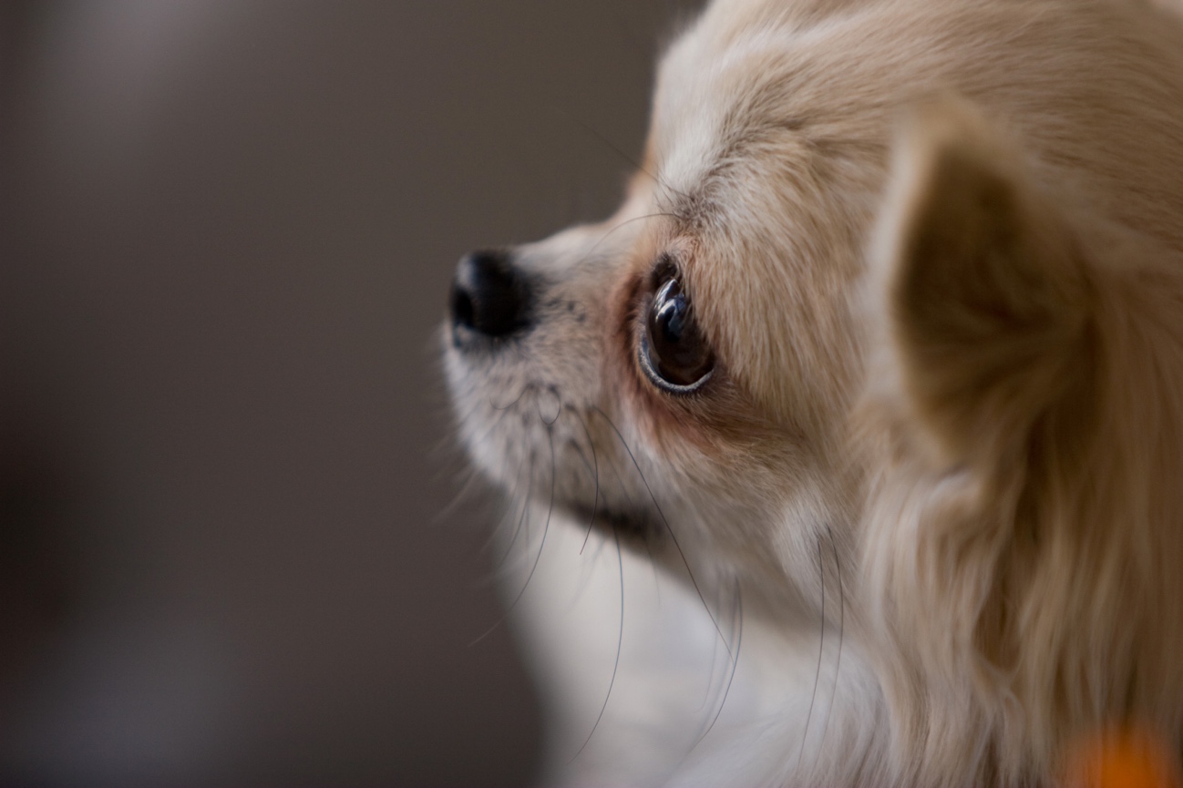 犬のトラウマを克服するために 飼い主ができることは 愛犬との旅行ならイヌトミィ