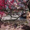 毎年春に訪れたくなる！愛犬と一緒に散策しながら楽しめる 花桃の里 ＜長野県 阿智村＞
