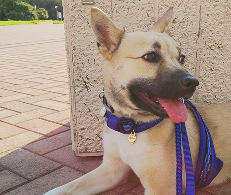 ビビりの保護犬チップくんとよしこサンのステキな物語 愛犬との旅行ならイヌトミィ ビビりの保護犬チップくんとよしこサンのステキな物語 愛犬との旅行ならイヌトミィ
