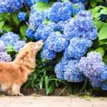 梅雨のお散歩を満喫しちゃおう！愛犬と一緒にアジサイが楽しめるスポット特集＜関東＞