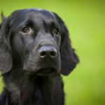 犬に嫌われるのには理由があった！嫌われないために気を付けるべき行動とは？