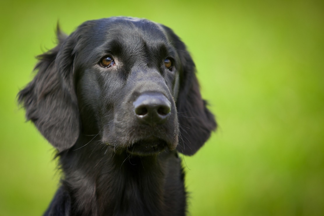 犬に嫌われるのには理由があった 嫌われないために気を付けるべき行動とは 愛犬との旅行ならイヌトミィ