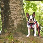 新緑の季節に犬連れハイキングデビュー♪初心者でも安心♥オススメ登山特集＜関東近郊＞